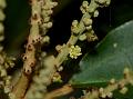 Silver-Leaf Croton